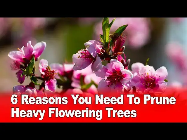 Video thumbnail for 6 Reasons You Need To Prune Heavy Flowering Trees