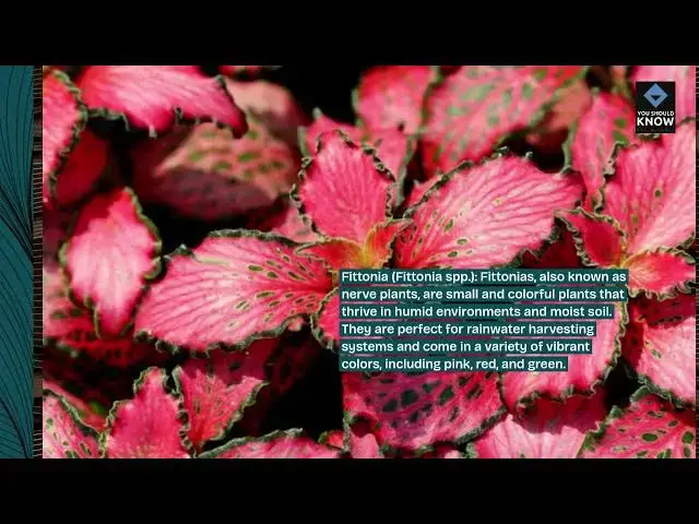 Video thumbnail for Top 10 Indoor Plants for Rainwater Harvesting Systems