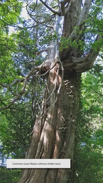 'Video thumbnail for Dealing With Wasps In A Tree With No Nest: What To Know And What To Do - SARPO'