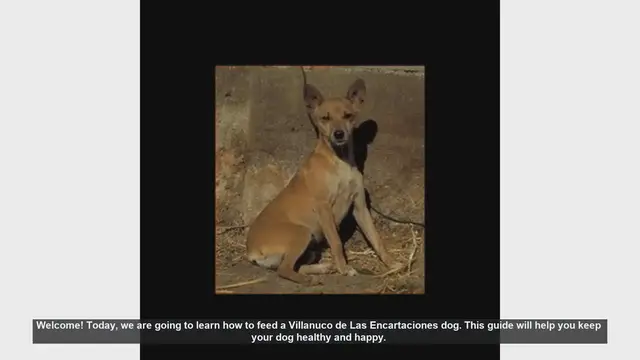 Video thumbnail for How to Feed Your Villanuco de Las Encartaciones Dog: Essential Tips