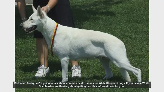 Video thumbnail for Common Health Issues in White Shepherd Dogs: What You Need to Know