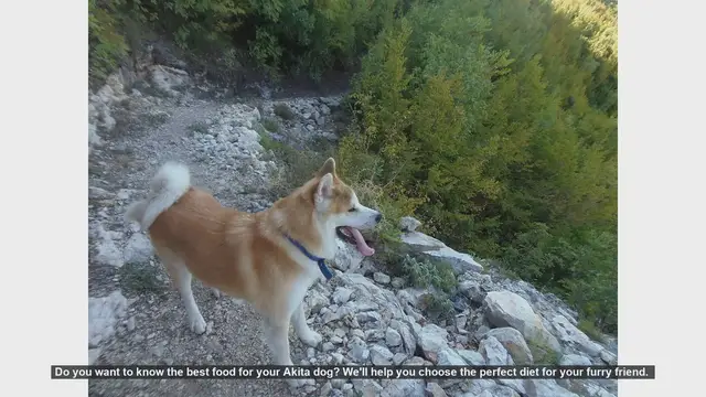 Video thumbnail for Best Diet for Your Akita Dog: Essential Nutrition Tips