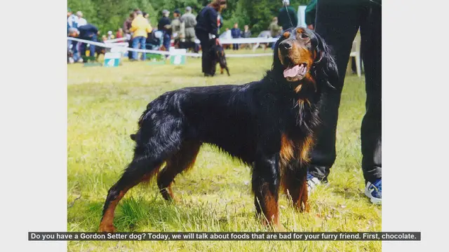Video thumbnail for Dangerous Foods for Your Gordon Setter: Keep Your Dog Safe!