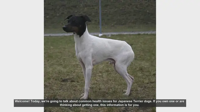 Video thumbnail for Common Health Issues in Japanese Terrier Dogs: What You Need to Know