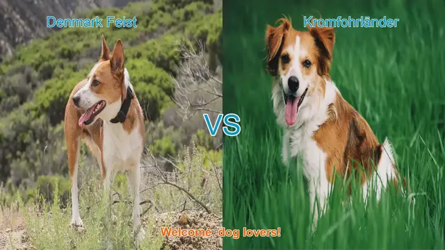 Video thumbnail for Dog Breed Comparison: Denmark Feist vs. Kromfohrländer
