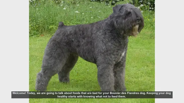 Video thumbnail for Foods to Avoid for Your Bouvier des Flandres: Keep Your Dog Safe!