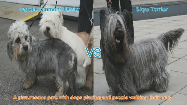 Video thumbnail for Comparing Dandie Dinmont Terrier and Skye Terrier: A Breed Showcase