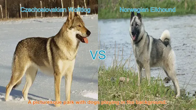 Video thumbnail for Exploring the Czechoslovakian Wolfdog and Norwegian Elkhound: A Breed Comparison