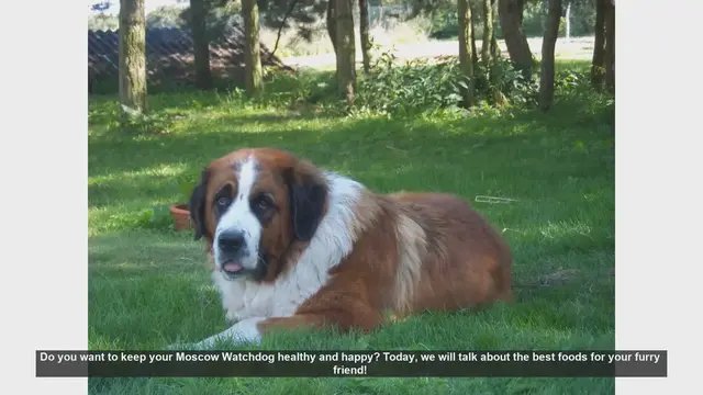 Video thumbnail for Top Foods to Keep Your Moscow Watchdog Healthy and Happy