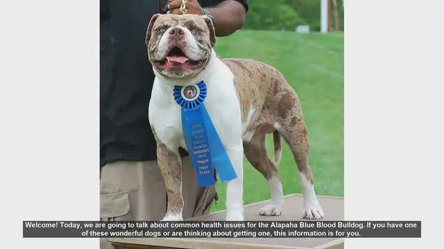 Video thumbnail for Common Health Issues in Alapaha Blue Blood Bulldogs