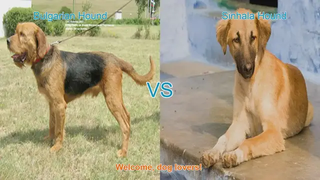 Video thumbnail for Bulgarian Hound vs. Sinhala Hound: A Comprehensive Comparison