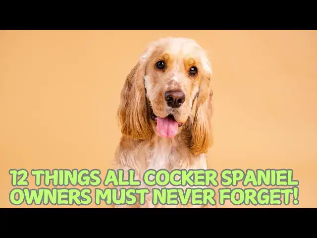 Video thumbnail for 12 Things All Cocker Spaniel Owners Must Never Forget! 🐶✨