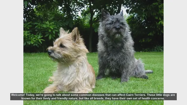 Video thumbnail for Common Health Issues in Cairn Terriers: What You Need to Know