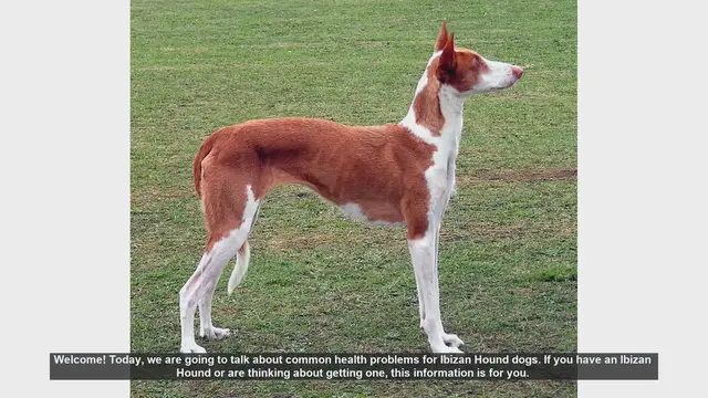Video thumbnail for Common Health Problems in Ibizan Hound Dogs: What You Need to Know