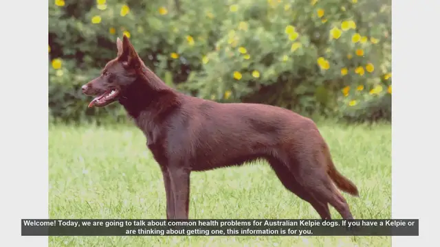 Video thumbnail for Common Health Problems in Australian Kelpie Dogs