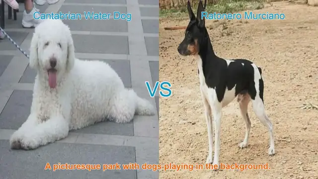 Video thumbnail for Exploring the Cantabrian Water Dog and Ratonero Murciano: Origins, Characteristics, and Temperament