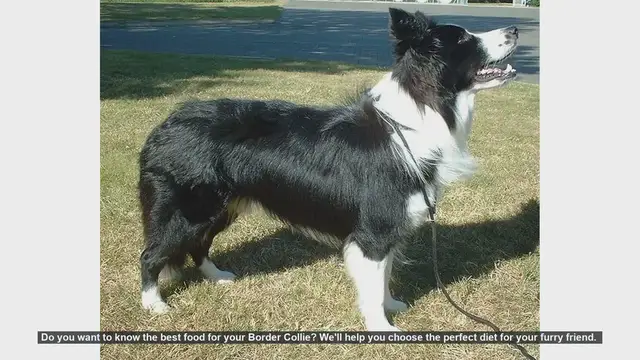 Video thumbnail for Best Food for Your Border Collie: A Complete Guide