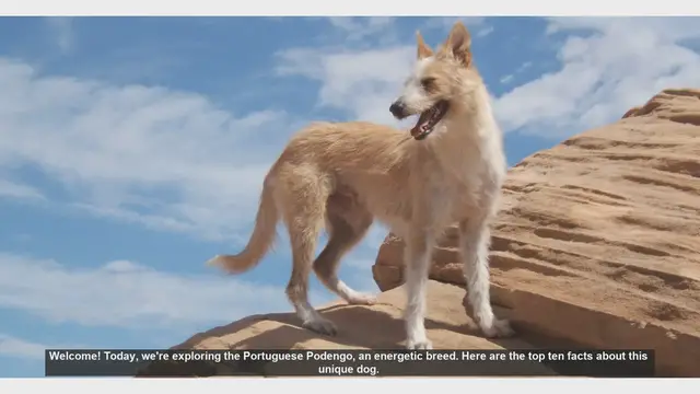 Video thumbnail for Top 10 Fascinating Facts About the Portuguese Podengo