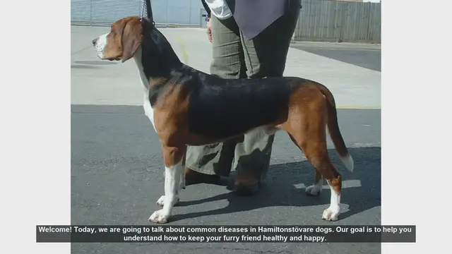 Video thumbnail for Common Health Issues in Hamiltonstövare Dogs: Prevention and Care Tips