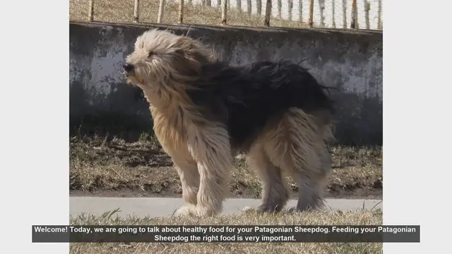 Video thumbnail for Healthy Diet Tips for Your Patagonian Sheepdog