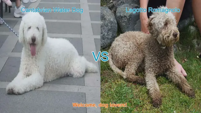 Video thumbnail for Dog Breed Comparison: Cantabrian Water Dog vs. Lagotto Romagnolo