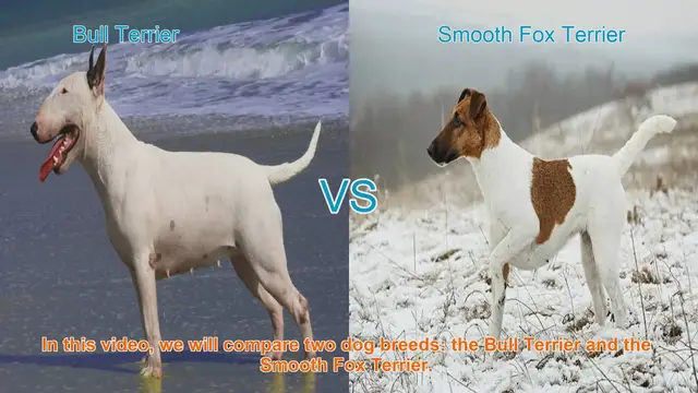 Video thumbnail for Bull Terrier vs. Smooth Fox Terrier: A Comprehensive Comparison