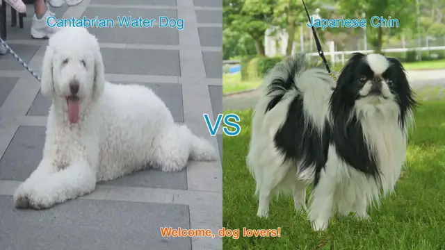 Video thumbnail for Dog Breed Comparison: Cantabrian Water Dog vs. Japanese Chin