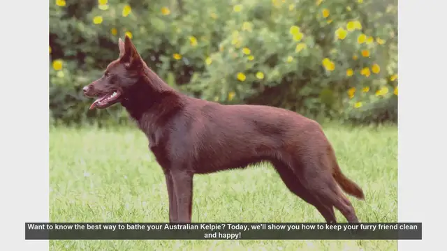 Video thumbnail for How to Bathe Your Australian Kelpie: Step-by-Step Guide