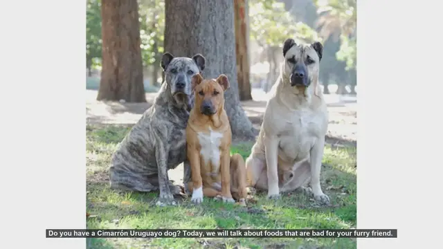 Video thumbnail for Dangerous Foods for Your Cimarrón Uruguayo Dog
