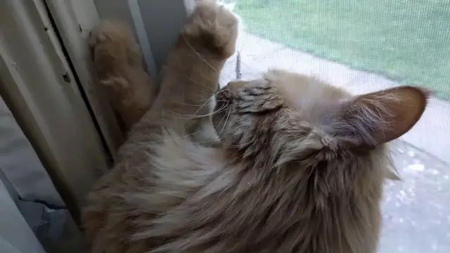 Video thumbnail for Parker Vs Mystery Bug | Parker The Cat