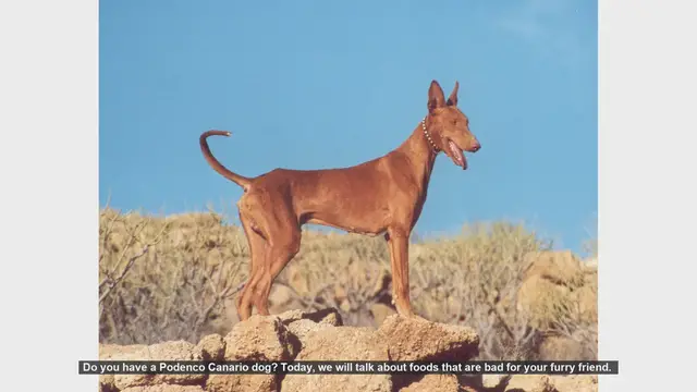 Video thumbnail for Dangerous Foods for Your Podenco Canario: Keep Your Dog Safe!