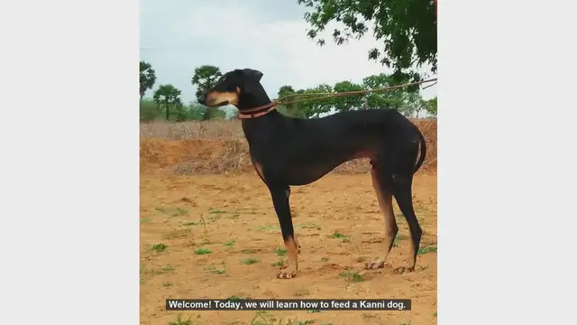 Video thumbnail for How to Feed Your Kanni Dog: A Complete Guide