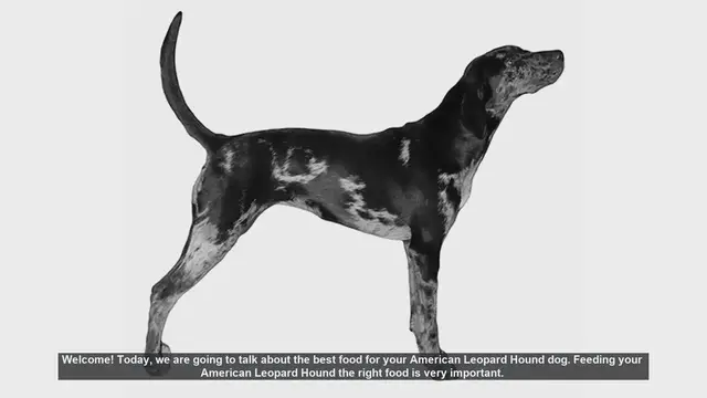 Video thumbnail for Best Food for Your American Leopard Hound: Tips for a Healthy Diet