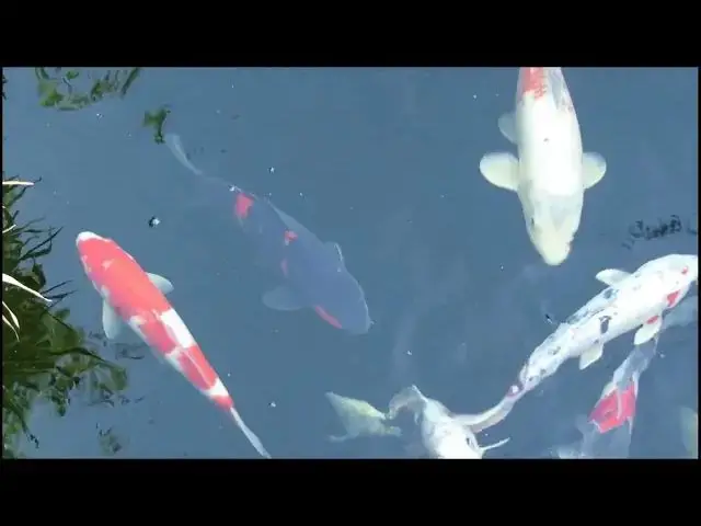 Video thumbnail for Koi Fish Health: The Role of Immune Boosters in Disease Prevention