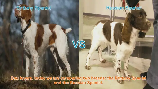 Video thumbnail for Brittany Spaniel vs. Russian Spaniel: A Comparison of Two Energetic Breeds