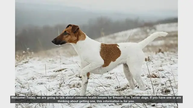 Video thumbnail for Common Health Issues in Smooth Fox Terriers: What You Need to Know