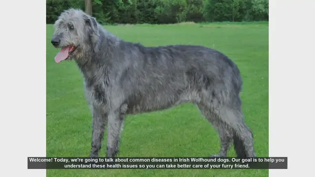 Video thumbnail for Common Health Issues in Irish Wolfhounds: What You Need to Know