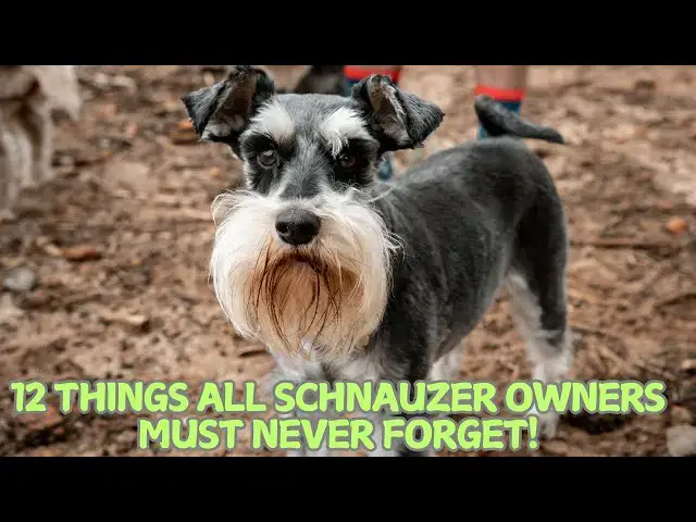 Video thumbnail for 12 Things All Schnauzer Owners Must Never Forget! 🐕✨