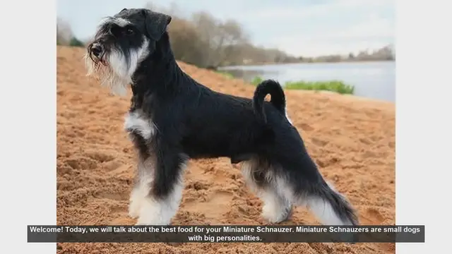 Video thumbnail for Best Food for Your Miniature Schnauzer: Tips for a Healthy Diet