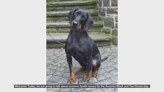 Video thumbnail for Common Health Issues in Austrian Black and Tan Hound Dogs