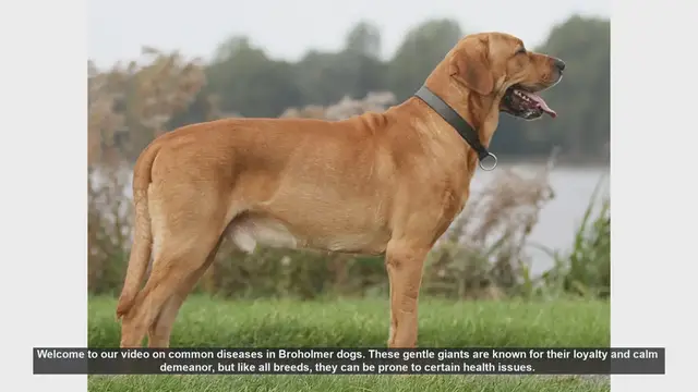 Video thumbnail for Common Health Issues in Broholmer Dogs: Prevention and Care Tips