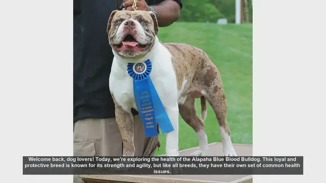 Video thumbnail for Alapaha Blue Blood Bulldog Health: Common Issues and Care Tips
