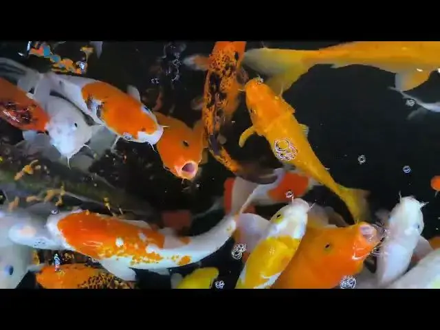 Video thumbnail for Koi Fish Color Genetics How These Living Jewels Get Their Hues