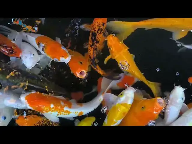 Video thumbnail for Rare Koi Fish Breeding: Art and Science Combined