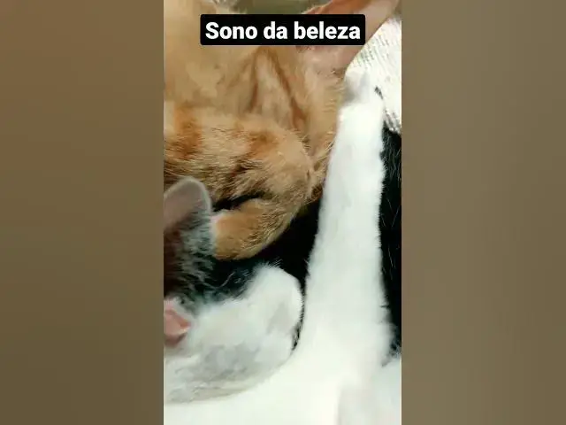 Video thumbnail for Barry e Mel em seu soninho pós almoço. #shorts #cats #funnycats #gatinhos #imbituba