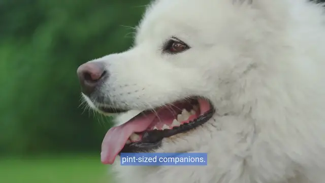 Video thumbnail for Tiny Paws, Big Hearts: Discover the Perfect Small Dog Breed for You