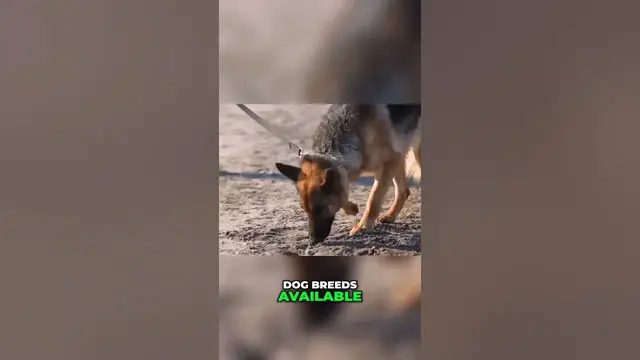 'Video thumbnail for The Ultimate Protector: Discover the Silent Guarding Approach of Bull Mastiffs'