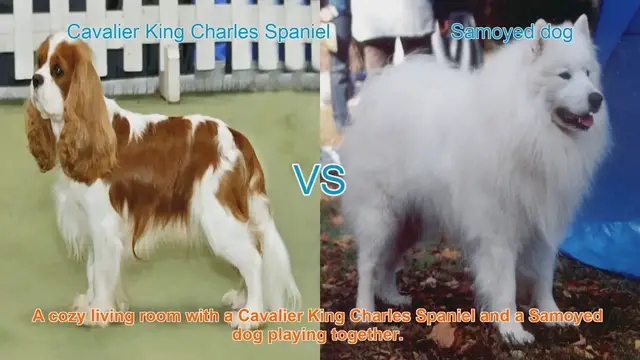 Video thumbnail for Cavalier King Charles Spaniel vs. Samoyed: A Breed Comparison