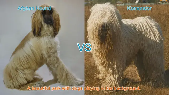 Video thumbnail for Afghan Hound vs. Komondor: A Comparison of Two Unique Long-Haired Dog Breeds