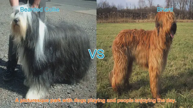 Video thumbnail for Bearded Collie vs. Briard: A Comparison of Two Magnificent Long-Haired Dog Breeds
